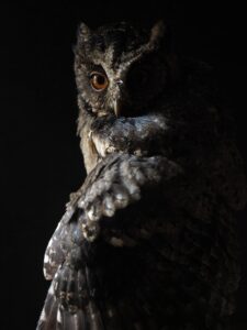 The Different Types of Owls and Their Unique Characteristics