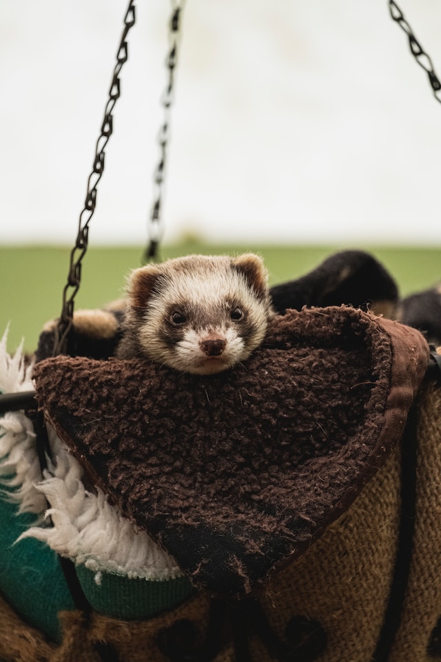 The History of Ferrets: From Wild Predators to Beloved Pets.