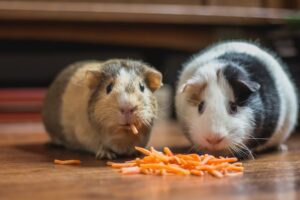 5 Fascinating Facts About Guinea Pigs