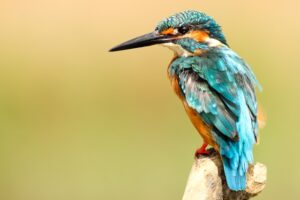 The Top 5 Most Beautiful Birds in the World