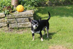Chihuahua Temperament: What You Need to Know Before Adopting