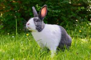 The Benefits of Having Multiple Rabbits as Pets