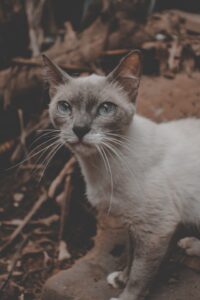 Adopting a Burmese Cat: What You Need to Know