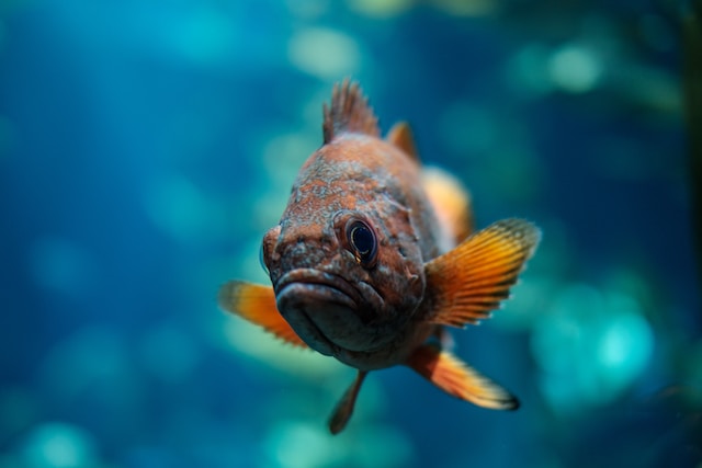 5 rare breeds of aquarium fish