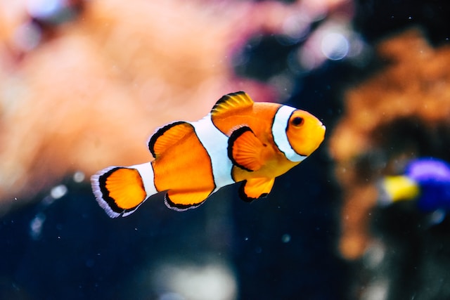 The Top 5 Most Popular Fish Species for Home Aquariums
