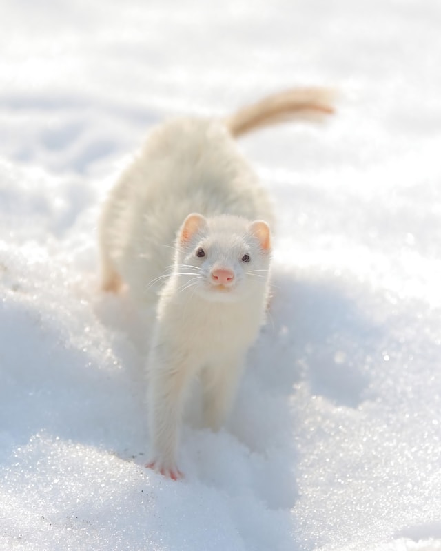 5 Common Health Issues in Silver Marten Siberia Ferrets and How to Prevent Them