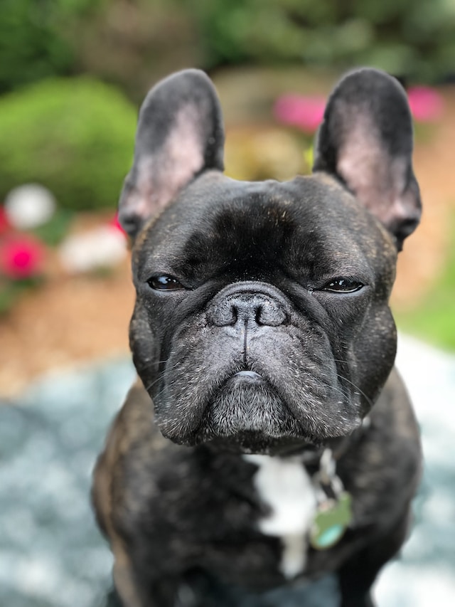 French Bulldog Temperament: What to Expect from Your Frenchie