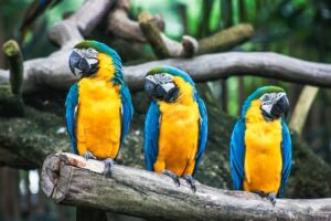 10 Fascinating Facts About Parrots You Never Knew