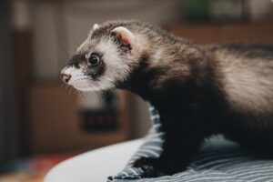 The Pros and Cons of Owning a Ferret