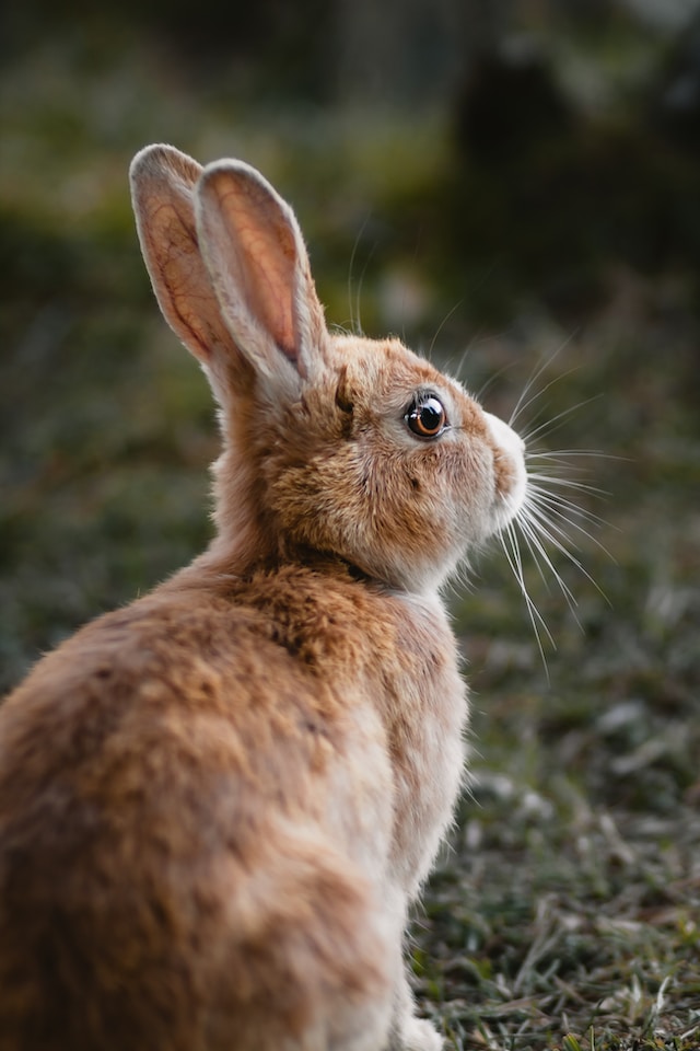 5 Reasons Why Rabbits Make Great Pets