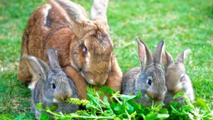 The History and Origins of Flemish Giant Rabbits