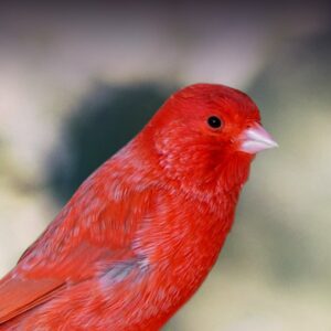 The Fascinating History and Evolution of Red Factor Canaries