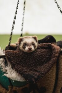 How to Litter Train Your Ferret in 5 Easy Steps