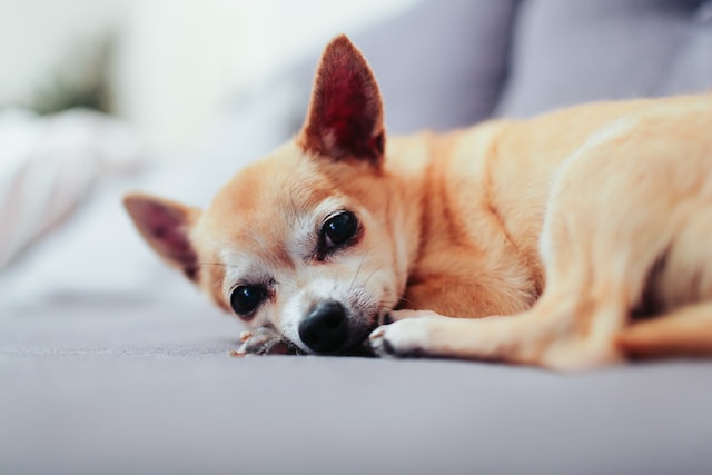 Fun Facts About Chihuahuas You May Not Know