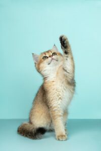 Cats have been shown to be good for our health, both physically and mentally. Here are some of the ways they can help you stay mentally healthy: Cats have been recognized as a source of comfort and joy for centuries. Cats have been domesticated for over 4,000 years and were worshipped as gods in ancient Egypt. The Egyptians revered cats so much that they mummified them alongside humans and placed statues of them in their homes, temples and tombs. In ancient Greece and Rome, cats were also considered sacred animals; there are many references to them being worshipped as deities by both Greeks and Romans alike. It was during the Middle Ages that people began associating witches with black magic; it was believed witches could transform themselves into cats to carry out their evil deeds on unsuspecting victims! Cats can help people who are lonely or depressed. Cats are great companions. They're quiet, they don't need much attention and they're always there when you need them. For people who live alone or have been diagnosed with mental illness, having a cat can help reduce feelings of loneliness and depression. Cats also provide some benefits in the workplace: they can be used as stress relief tools during meetings or when employees are feeling overwhelmed by their workloads; they help promote employee health by encouraging them to get up from their desks more often; and they provide entertainment for bored employees who need something interesting to do while waiting in line at the coffee machine! Cats can be a source of companionship, particularly if you live alone. If you don't have anyone else around to keep you company and make sure that everything is okay, having a cat around can help fill the void. Cats are very independent animals who don't require much attention from their owners. They'll be happy just hanging out with each other or sleeping on the couch while their humans are out doing things like going to work or running errands. In addition to providing companionship and affection, cats can also help reduce anxiety and stress by simply being there when needed--even if it's just lying next to your feet while watching TV! Cats can help people who have been diagnosed with mental illness. Cat owners are less likely to suffer from depression, anxiety and schizophrenia. Cats can also help people who have posttraumatic stress disorder (PTSD). And because cats don't judge you on your behavior or appearance like humans do, they're a good option if you have autism too! The petting of a cat can help the body release endorphins, the chemicals that make us feel happy. Endorphins are also released when we exercise, eat chocolate and have sex (and even when we laugh!). So next time you're feeling stressed out or anxious give your kitty some love--you'll both be happier for it! Cats are wonderful companions that keep us healthy mentally. They're affectionate, good listeners and can be a source of comfort when you're feeling down. They can also help you relax and even sleep better! Conclusion It's clear that cats have a positive impact on the mental health of their owners. They provide companionship, which is especially helpful for those who live alone. In addition, the petting of a cat can help release endorphins in the body which make us feel happy and relaxed. Finally, if you're struggling with depression or anxiety then having a cat around could be just what you need to get back on track again!