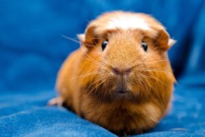 Grooming Tips for Your American Crested: How to Keep Their Coat Looking Great