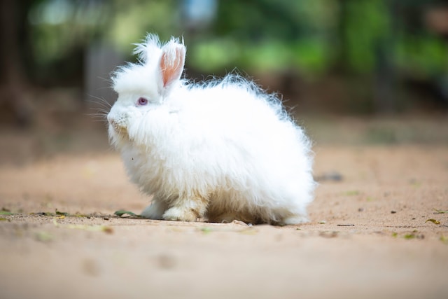 The History and Origins of the Angora Rabbit Breed