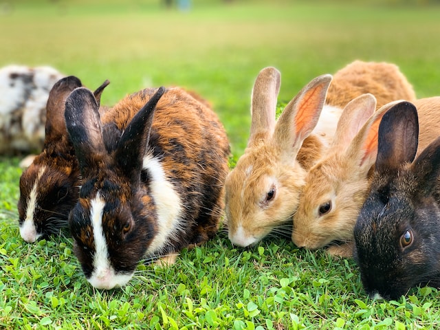 Fascinating Facts About Rabbits That You Probably Didn't Know