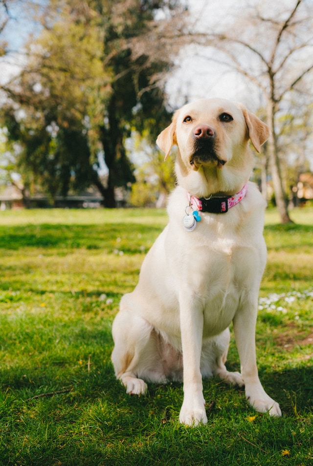 Amazing Facts You Didn't Know About Labrador Retrievers