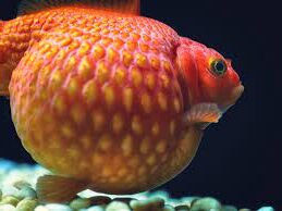 Exploring the Fascinating World of Pearlscale: Everything You Need to Know