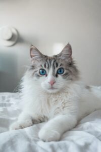 The History and Origin of Ragdoll Cats: A Comprehensive Guide