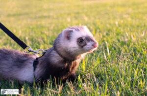 7 Reasons Why Sable Mitt Ferrets are Popular Among Pet Owners