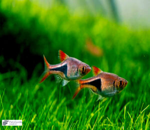 Creating the Perfect Habitat for Your Harlequin Rasbora