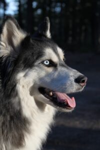 The History of the Siberian Husky: From Sled Dogs to Family Companions