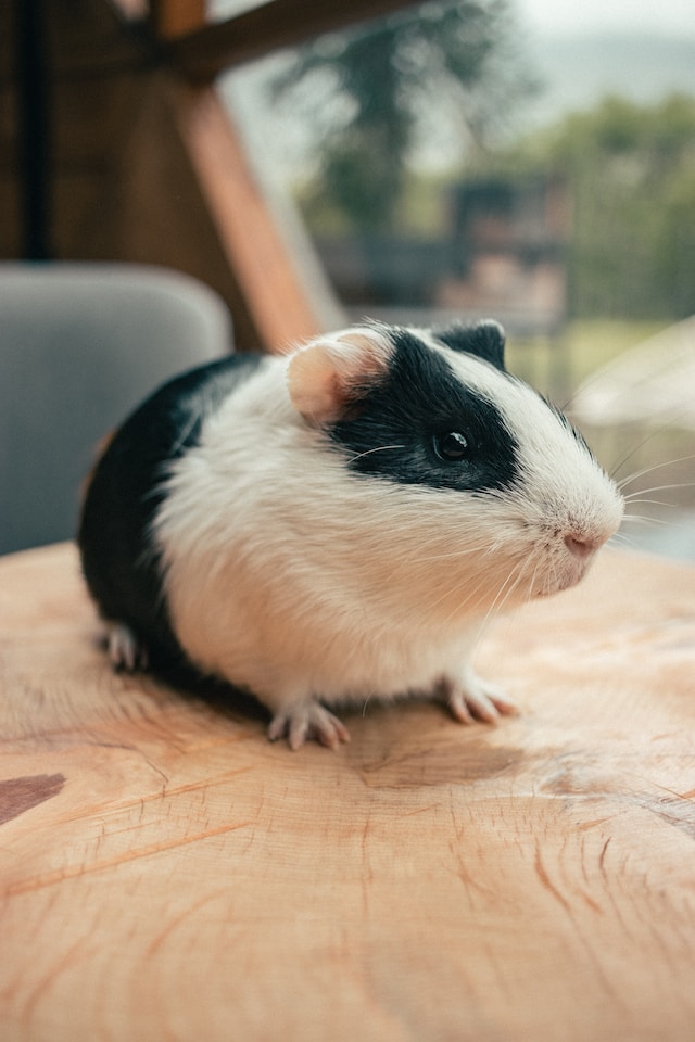 The Top 5 Health Concerns for Guinea Pigs and How to Prevent Them