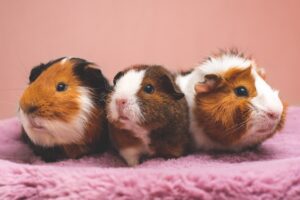 How to Train Your Guinea Pig: Tips and Techniques