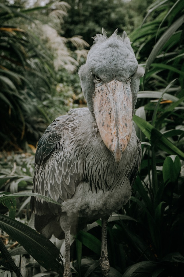 Fascinating Facts About the Shoebill: Africa's Most Enigmatic Bird