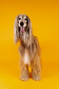 The History and Origins of the Majestic Afghan Hound