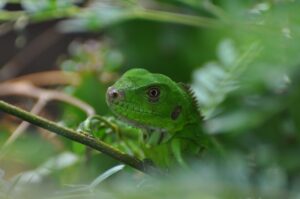 How to Build the Perfect Habitat for Your Green Iguana