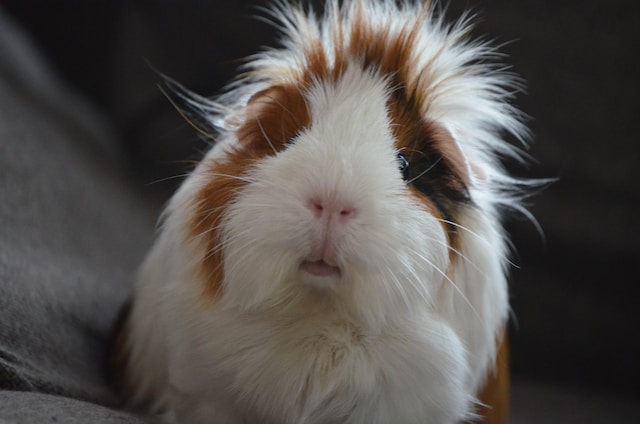 Guinea Pig Nutrition: What to Feed Your Furry Friend