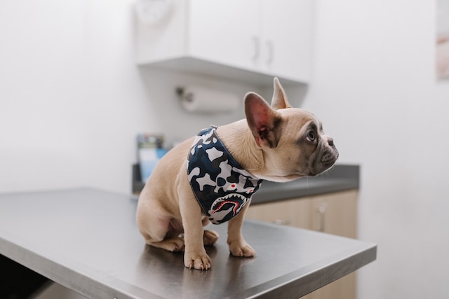 The Importance of Regular Vet Check-Ups for Your Pet