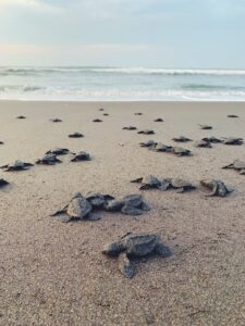 The Fascinating Life Cycle of Turtles: A Comprehensive Guide