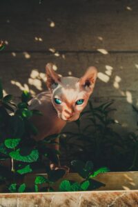 Fun Activities to Do with Your Sphynx Cat