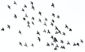 Migration Patterns of Birds: How Do They Know Where to Go?
