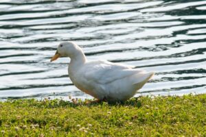 How to Care for American Pekin in Winter