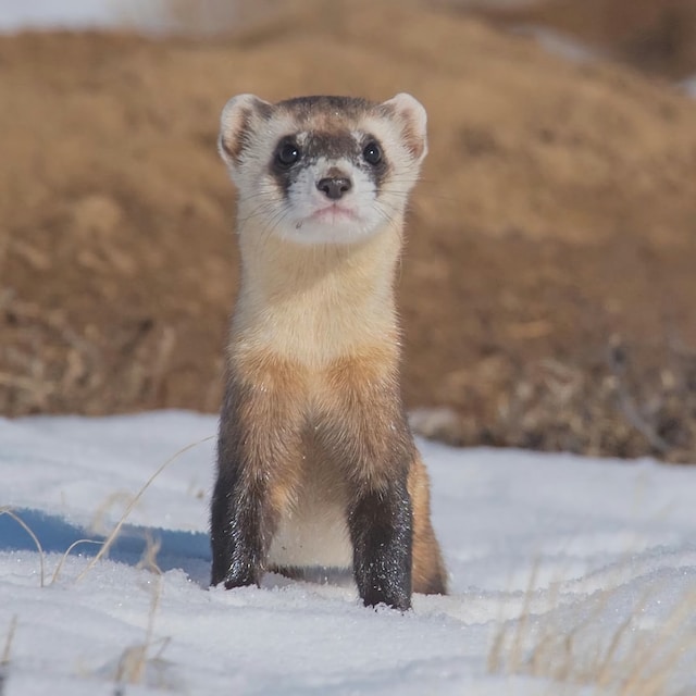 Surprising Facts About Ferrets You Never Knew