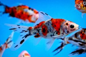 The Top 5 Benefits of Owning Shubunkin Fish