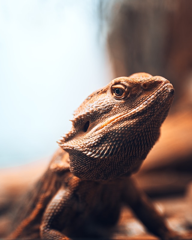 Do Bearded Dragons Make Good Pets? Let’s Find Out