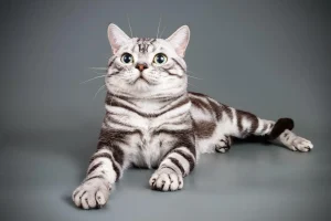 American Shorthair vs. British Shorthair: What's the Difference?