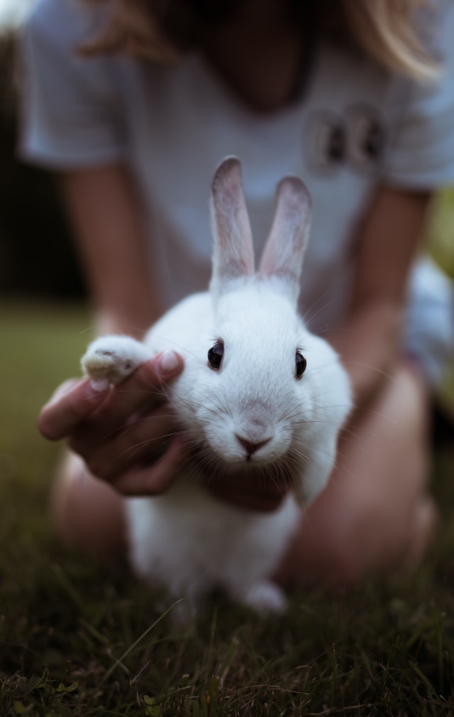 How to Care for Your Pet Rabbit: A Comprehensive Guide
