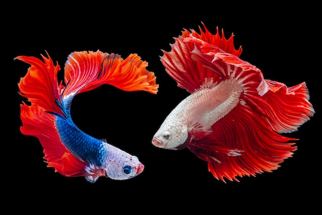 The Benefits of Keeping Fish in Your Home