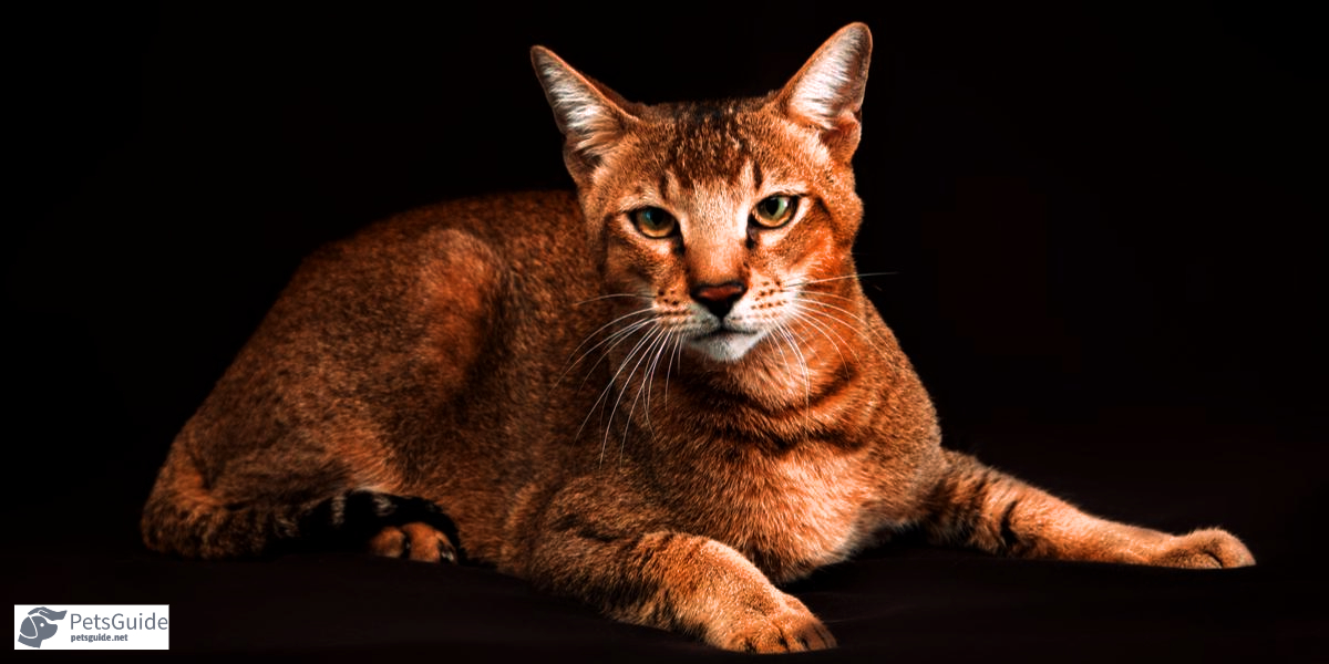 Fascinating Facts About the Chausie Breed