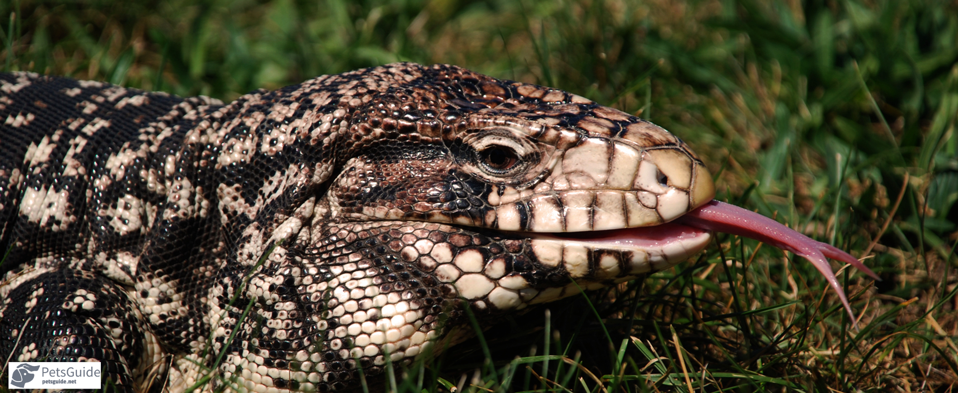 The Ultimate Guide to Caring for Your Argentine Black and White Tegu