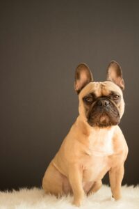 A Comprehensive Guide to French Bulldog Care and Maintenance