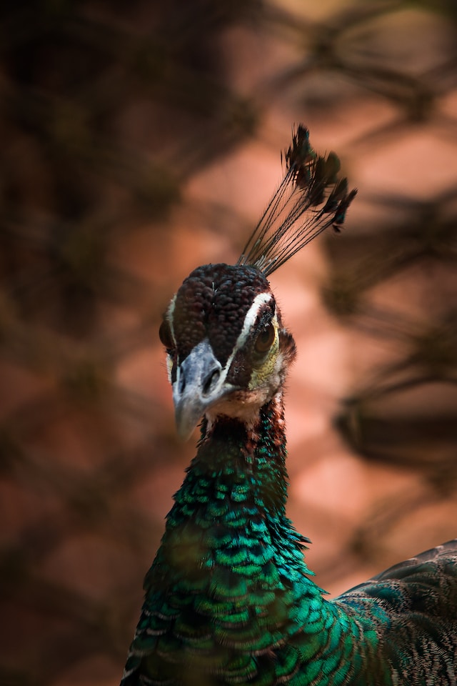 The Majestic Indian Peafowl: A Closer Look at Its Stunning Beauty
