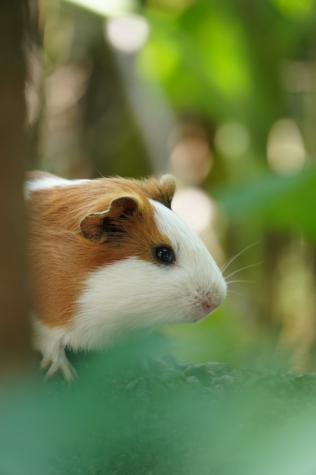 How to Bond with Your Guinea Pig: Building a Strong and Trusting Relationship